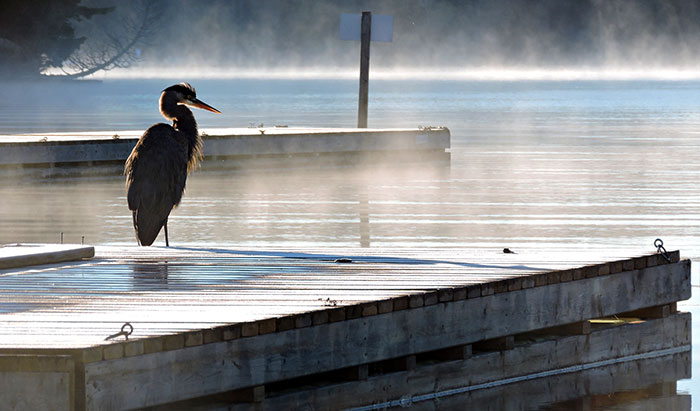 lumaRae Photography Heron Photo